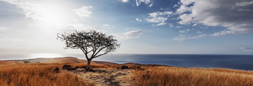 Photographie paysage arbre savane Cap La Houssaye